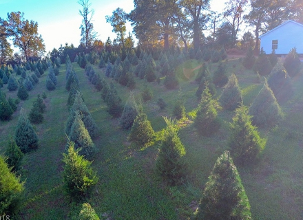Almond Christmas Tree Farm