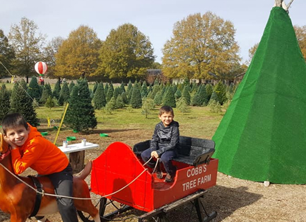 Cobb's Choose and Cut Christmas Trees