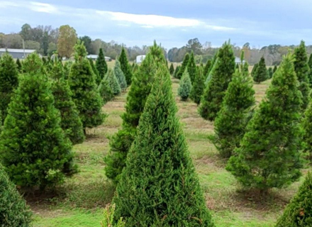 Doby Christmas Tree Farm